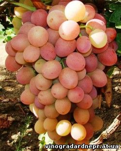 Ливия - виноград